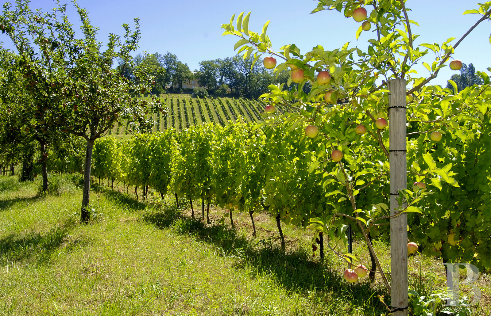 Vineyards for sale Purple Perigord in France