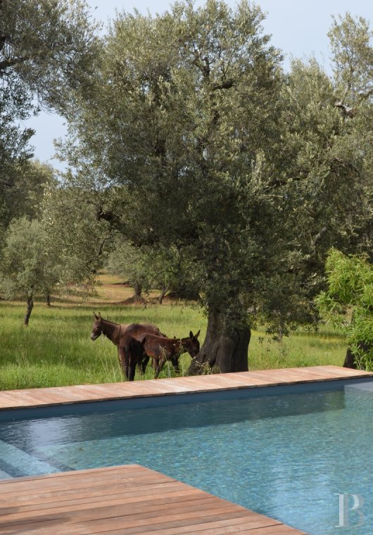 The Casa di Monti, between two seas and a field of ancient olive trees, perfect for holidays in Puglia in Southern Italy  - photo  n°36