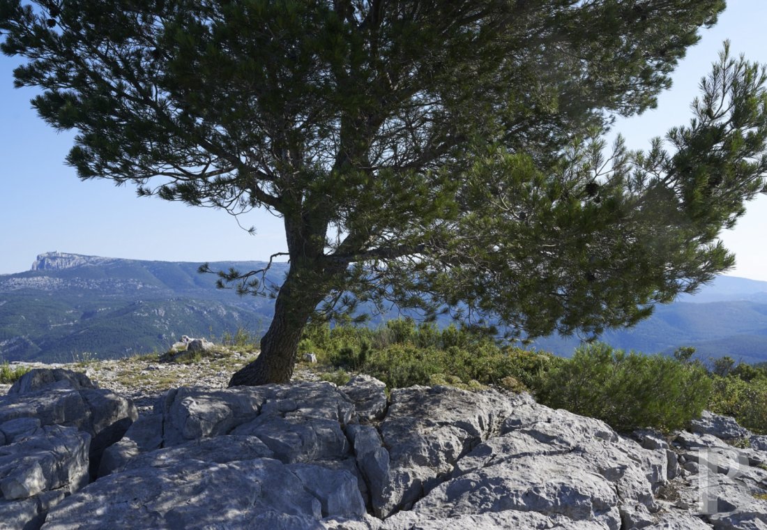A vast estate with three gites in a nature reserve in the the Var - photo  n°6