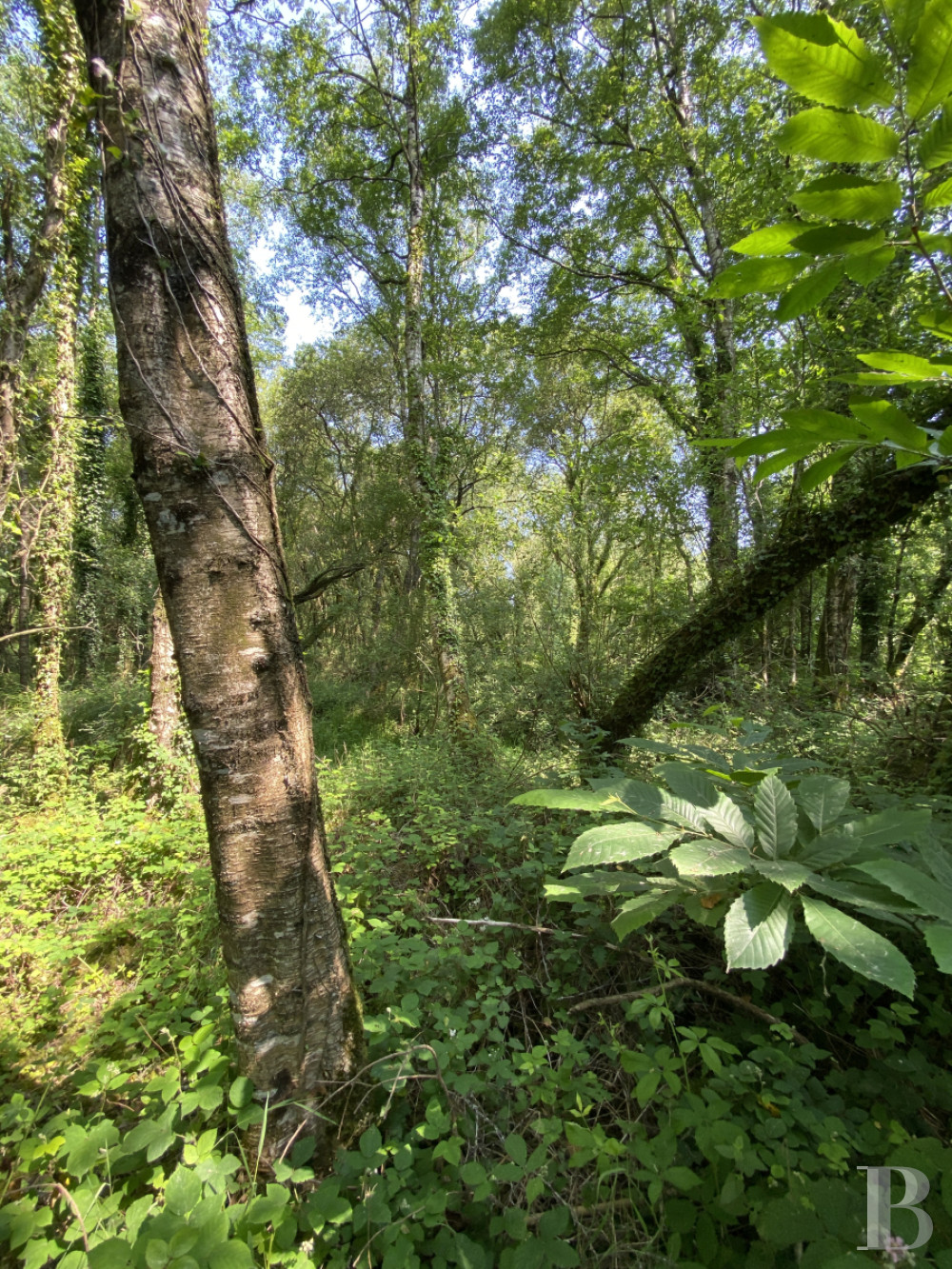 Hunting grounds for sale in France in Brittany