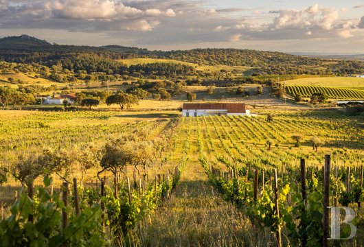 À Alegrete, dans le Parc Naturel de la Serra de São Mamede, un domaine de 25 ha avec vignes, chênes-lièges, ...